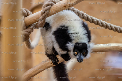 Gdańsk. Ogród zoologiczny. Otwarcie pawilonu lemurów.
05.04.2024
fot....