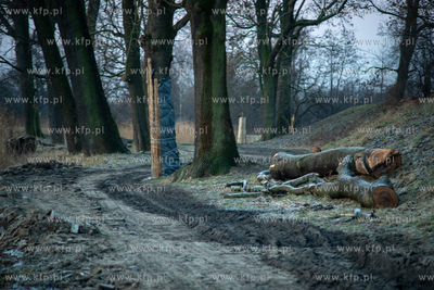 Rewitalizacja Opływu Motławy. Nz. ścięte drzewo
03.02.2023...