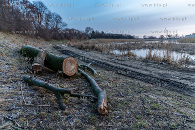 Rewitalizacja Opływu Motławy. Nz. ścięte drzewo
03.02.2023...