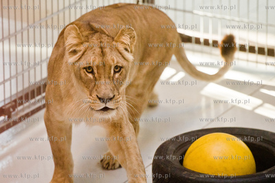Gdansk. Oliwskie Zoo. Przyjazd czterech lwow, trzech...