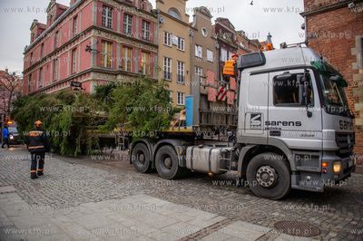 Gdansk. Dlugi Targ. Operacja stawiania swiatecznej...