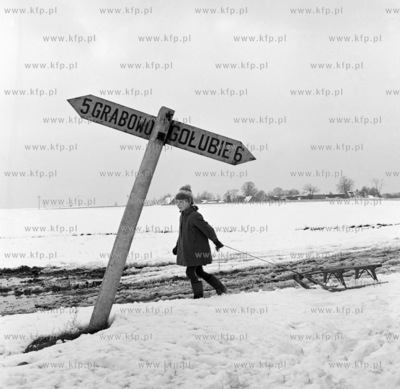 Dziecko z sankami pomiedzy Grabowem, a Golubiem na...