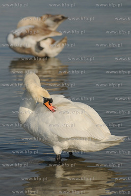 Wiosenna toaleta labedzi w popoludniowym sloncu na...