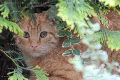 Kot o imieniu Rudy 102 19.07 .2011 Fot. Andrzej J....