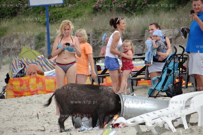 Krynica Morska. Dzik odwiedzil plaze, aby pozywic sie...