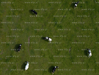 Wypas krow na polskich lakach. NZ laki i stado w okolicy...