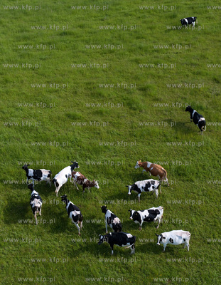 Wypas krow na polskich lakach. NZ laki i stado w okolicy...