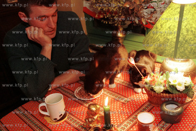 Kawiarnia "Pod psia i kocia lapa" w Sopocie. Psy i...