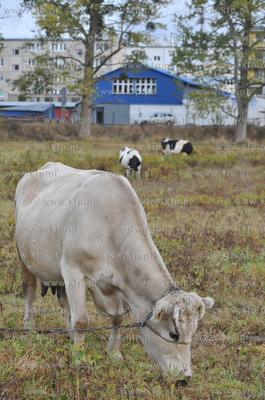 Miejskie pastwisko. Krowy pasace sie w Gdansku Kokoszkach...