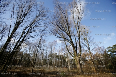 Wycinka drzew na terenie bylego Wojskowego Osrodka...