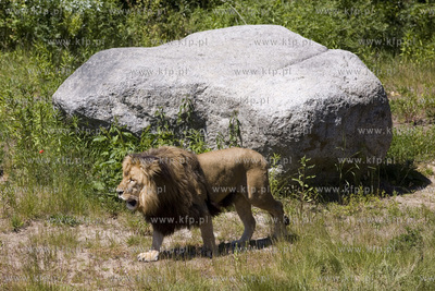 Lwie atrakcje na wakacje ! Konferencja prasowa w oliwskim...