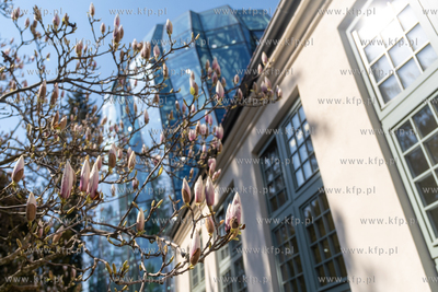 Wiosna w Parku Oliwskim. 15.04.2025 / fot. Anna Rezulak...