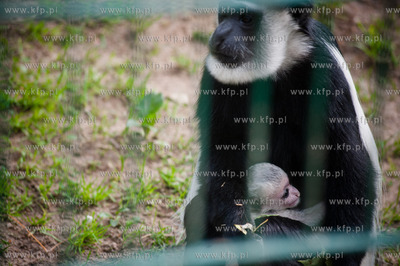 Gdansk. Oliwskie zoo.
Nz Gereza Abisynska
14.05.2013
fot....