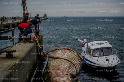 Port Wojenny na Helu. Akcja podnoszenia i transportu,...