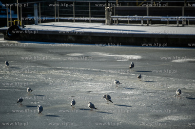 Gdańsk. Mroźny, słoneczny, zimowy dzień. Minusowe...