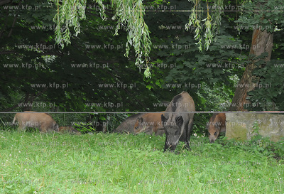 Dziki pojawily sie przy karczmie Harnas w okolicach...