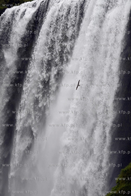 Islandia krajobraz wyspy, wodospad Skogafoss czerwic...
