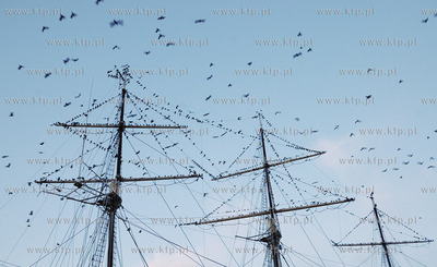 Tysiace ptakow przeslonilo w sobote wieczorem niebo...