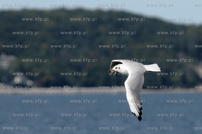 Mewy przy sopockim molo
09.09.2012
Fot. Andrzej J....