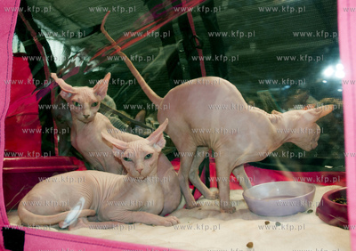 Miedzynarodowa Wystawa Kotor Rasowych w Sopocie.
04.08.2013...