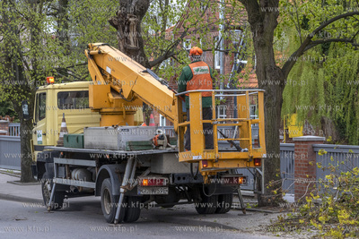 Przycinanie gałęzi drzew wzdłuż ulicy Wojska Polskiego...