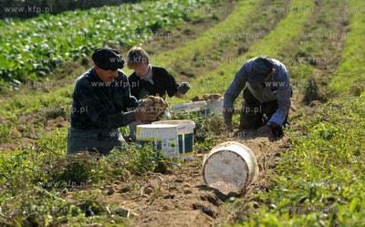 Wykopki ziemniakow na polu Bogdana Waldera we wsi Sulmin...