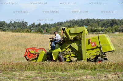Zniwa na ul. Wolkowyskiej w Gdansku Pieckach - Migowie...