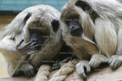 Walentynkowy nastroj udzielil sie niektorym mieszkancom...