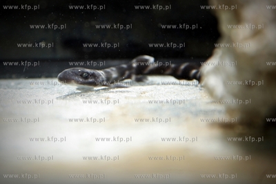 Akwarium Gdynskie. Rekin marmurkowy, ktory przyszedl...