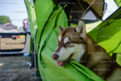 Sopot. Hipodrom. Miedzynarodowa Wystawa Psow Rasowych.
23.08.2015
fot....