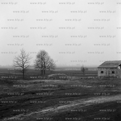 Łąki na terenie dzielnicy Gdańska Płonia Mała....