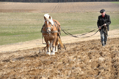 Wiosenne prace rolne przy uzyciu konia w Sulminie na...