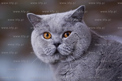 Międzynarodowa wystawa kotów rasowych w Sopocie....