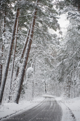 Ggansk. Gorki Zachodnie. Osniezony zimowy krajobraz...