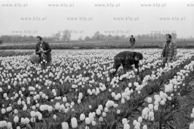 Pola uprawy tylipanów Stacji Hodowli Roślin Ogrodniczych...