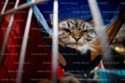 Swiatowy Dzien Kota w Galerii Baltyckiej. Obchodom...