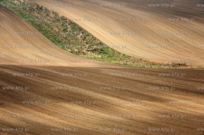 Morawy. Czechy. Okolice miejscowosci Kijev. Nz. pola...