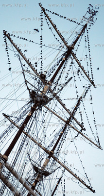 Tysiace ptakow przeslonilo w sobote wieczorem niebo...