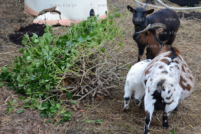 11.11.2013 o godz. 11:11 otwarto ZOO FARME W Debogorzu,...