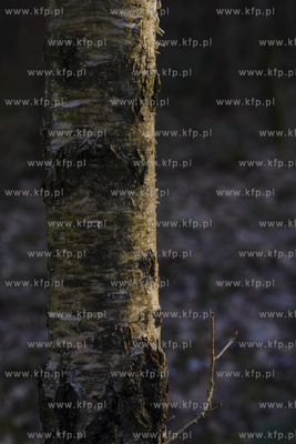 Pień Brzozy
22.03.2020
Fot. Krzysztof Mania/KFP