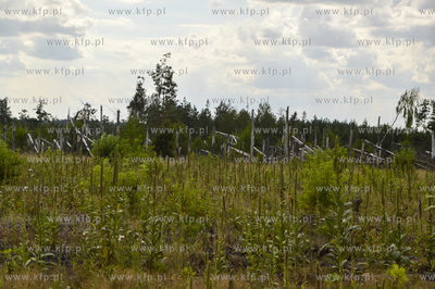 Nadleśnictwo Rytel, 5 lat po nawałnicy, podczas której...