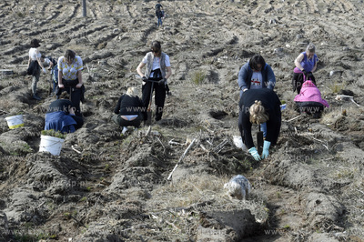 Gmina Lipusz. W Żelewcu nowy las na ziemii należącej...