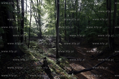 Las w Gdyni Redlowo. 09.10.2012 fot.Krzysztof Mystkowski...