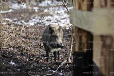 Gdansk. Odlownia dzikow w Parku Reagana.
27.02.2013
fot.Krzysztof...