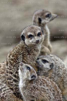 Gdansk. Oliwskie zoo. Nz surykatki.
14.04.2013
fot....