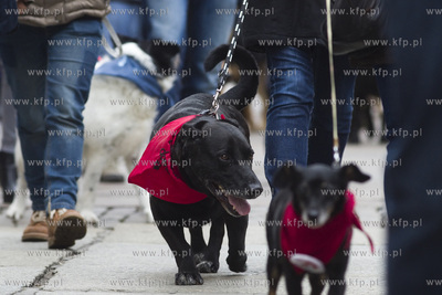 Spacer podopiecznych gdańskiego schroniska Promyk...