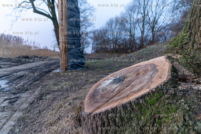 Rewitalizacja Opływu Motławy. Nz. ścięte drzewo
03.02.2023...