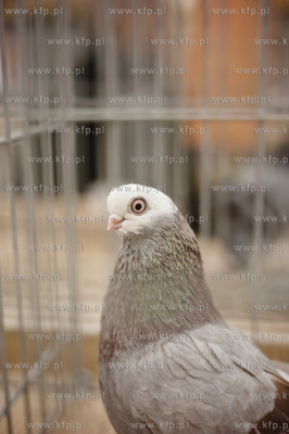Gdansk. Gdansk. Amber Expo. 8. Miedzynarodowe Targi...