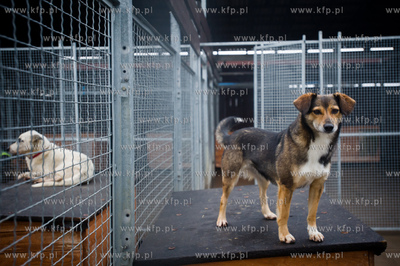 Gdansk. Schronisko dla bezdomych zwierzat Promyk. Akcja...