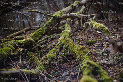 Gdansk. Oliwa, Trojmiejski Park Krajobrazowy. Sciezka...
